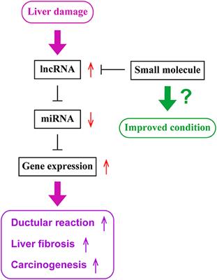 Concise Review: Functional Roles and Therapeutic Potentials of Long Non-coding RNAs in Cholangiopathies